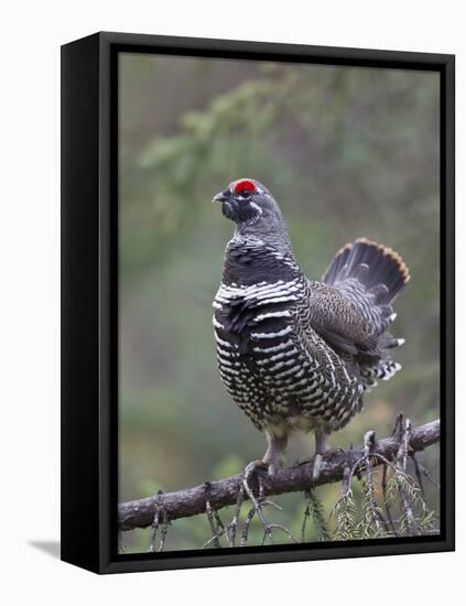 Spruce Grouse, Arctic National Wildlife Refuge, Alaska, USA-Hugh Rose-Framed Stretched Canvas