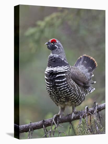 Spruce Grouse, Arctic National Wildlife Refuge, Alaska, USA-Hugh Rose-Stretched Canvas