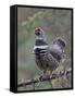 Spruce Grouse, Arctic National Wildlife Refuge, Alaska, USA-Hugh Rose-Framed Stretched Canvas