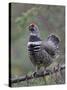 Spruce Grouse, Arctic National Wildlife Refuge, Alaska, USA-Hugh Rose-Stretched Canvas