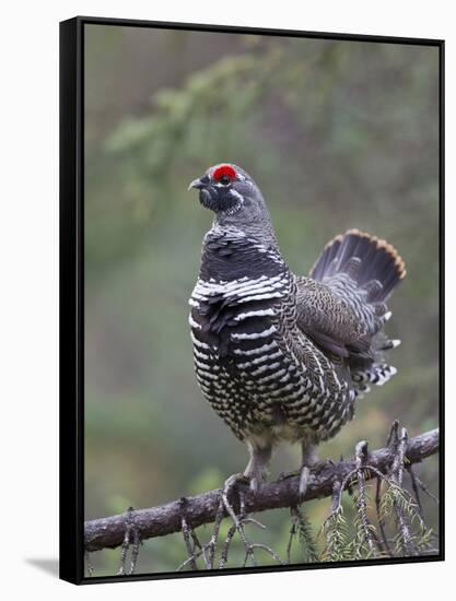 Spruce Grouse, Arctic National Wildlife Refuge, Alaska, USA-Hugh Rose-Framed Stretched Canvas