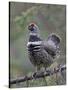 Spruce Grouse, Arctic National Wildlife Refuge, Alaska, USA-Hugh Rose-Stretched Canvas