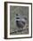 Spruce Grouse, Arctic National Wildlife Refuge, Alaska, USA-Hugh Rose-Framed Photographic Print