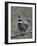 Spruce Grouse, Arctic National Wildlife Refuge, Alaska, USA-Hugh Rose-Framed Photographic Print