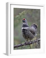 Spruce Grouse, Arctic National Wildlife Refuge, Alaska, USA-Hugh Rose-Framed Photographic Print