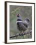 Spruce Grouse, Arctic National Wildlife Refuge, Alaska, USA-Hugh Rose-Framed Photographic Print