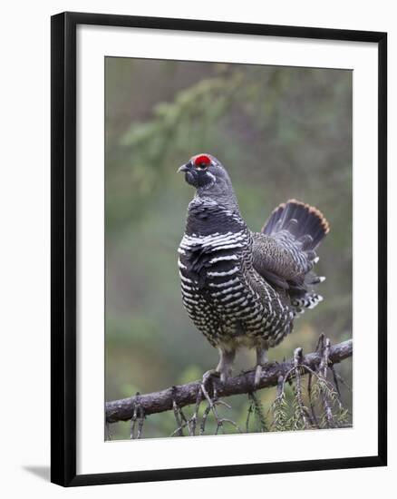 Spruce Grouse, Arctic National Wildlife Refuge, Alaska, USA-Hugh Rose-Framed Photographic Print