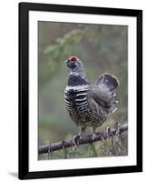 Spruce Grouse, Arctic National Wildlife Refuge, Alaska, USA-Hugh Rose-Framed Photographic Print