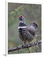 Spruce Grouse, Arctic National Wildlife Refuge, Alaska, USA-Hugh Rose-Framed Photographic Print