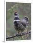 Spruce Grouse, Arctic National Wildlife Refuge, Alaska, USA-Hugh Rose-Framed Photographic Print