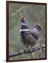 Spruce Grouse, Arctic National Wildlife Refuge, Alaska, USA-Hugh Rose-Framed Photographic Print