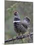 Spruce Grouse, Arctic National Wildlife Refuge, Alaska, USA-Hugh Rose-Mounted Photographic Print