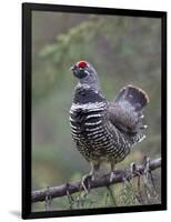 Spruce Grouse, Arctic National Wildlife Refuge, Alaska, USA-Hugh Rose-Framed Photographic Print