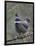 Spruce Grouse, Arctic National Wildlife Refuge, Alaska, USA-Hugh Rose-Framed Photographic Print