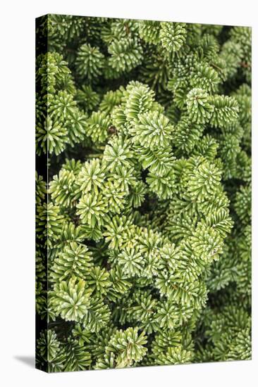 Spruce Shrub Close-Up, Washington, USA-Stuart Westmorland-Stretched Canvas