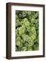 Spruce Shrub Close-Up, Washington, USA-Stuart Westmorland-Framed Photographic Print