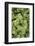 Spruce Shrub Close-Up, Washington, USA-Stuart Westmorland-Framed Photographic Print