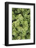 Spruce Shrub Close-Up, Washington, USA-Stuart Westmorland-Framed Photographic Print