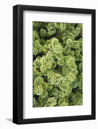 Spruce Shrub Close-Up, Washington, USA-Stuart Westmorland-Framed Photographic Print