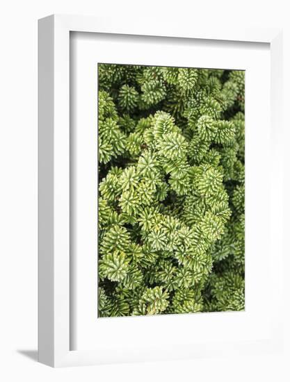 Spruce Shrub Close-Up, Washington, USA-Stuart Westmorland-Framed Photographic Print