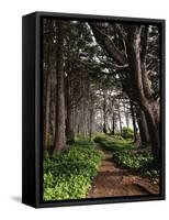 Spruce Trail at Kalaloch Beach-James Randklev-Framed Stretched Canvas