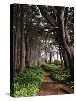 Spruce Trail at Kalaloch Beach-James Randklev-Stretched Canvas