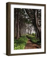 Spruce Trail at Kalaloch Beach-James Randklev-Framed Photographic Print