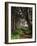 Spruce Trail at Kalaloch Beach-James Randklev-Framed Photographic Print