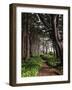 Spruce Trail at Kalaloch Beach-James Randklev-Framed Photographic Print