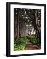 Spruce Trail at Kalaloch Beach-James Randklev-Framed Photographic Print