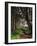 Spruce Trail at Kalaloch Beach-James Randklev-Framed Photographic Print