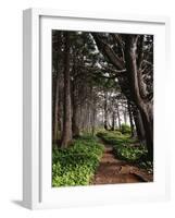 Spruce Trail at Kalaloch Beach-James Randklev-Framed Photographic Print