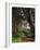 Spruce Trail at Kalaloch Beach-James Randklev-Framed Photographic Print
