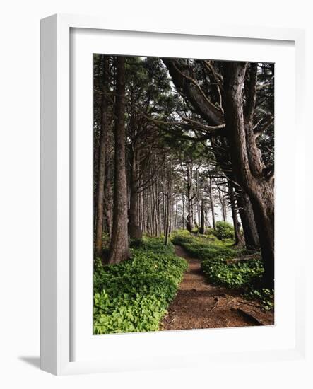 Spruce Trail at Kalaloch Beach-James Randklev-Framed Photographic Print