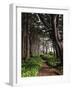 Spruce Trail at Kalaloch Beach-James Randklev-Framed Photographic Print