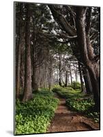 Spruce Trail at Kalaloch Beach-James Randklev-Mounted Photographic Print