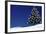 Spruce Tree with Lights-null-Framed Photographic Print