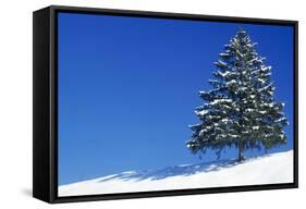 Spruce Tree-null-Framed Stretched Canvas