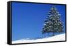 Spruce Tree-null-Framed Stretched Canvas