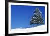 Spruce Tree-null-Framed Photographic Print