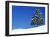 Spruce Tree-null-Framed Photographic Print