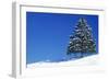 Spruce Tree-null-Framed Photographic Print