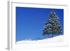 Spruce Tree-null-Framed Photographic Print