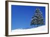 Spruce Tree-null-Framed Photographic Print