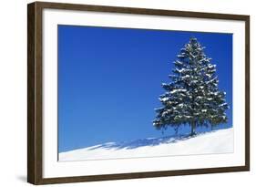 Spruce Tree-null-Framed Photographic Print