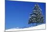 Spruce Tree-null-Mounted Photographic Print