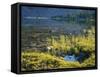 Spruce Trees Along Shallow Helen Lake Shore, High Uintas Wilderness, Ashley National Forest, Utah-Scott T. Smith-Framed Stretched Canvas