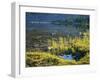 Spruce Trees Along Shallow Helen Lake Shore, High Uintas Wilderness, Ashley National Forest, Utah-Scott T. Smith-Framed Photographic Print