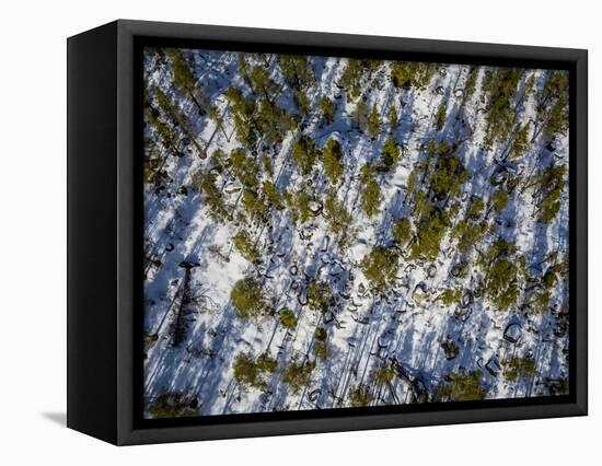 Spruce Trees, Laponian Area, National Park, Stora Sjofallet, Sweden. Drone photography-Panoramic Images-Framed Stretched Canvas