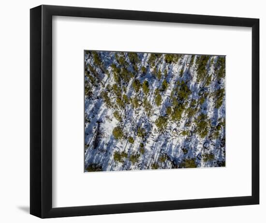 Spruce Trees, Laponian Area, National Park, Stora Sjofallet, Sweden. Drone photography-Panoramic Images-Framed Photographic Print
